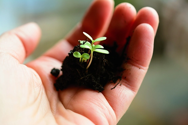 jeune plant